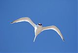 Red-billed Tropicbirdborder=